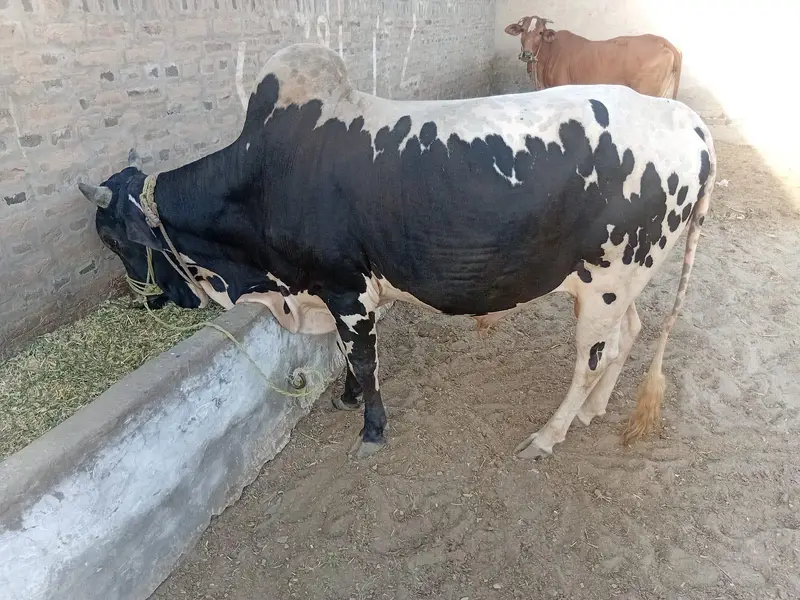 Bull for sale choga janwar ha — photo 2