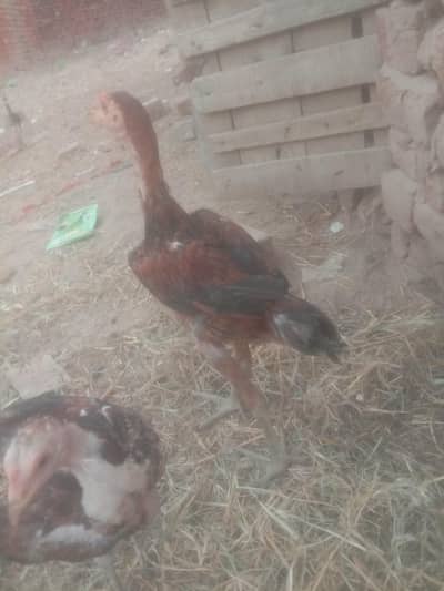 barmi bghura