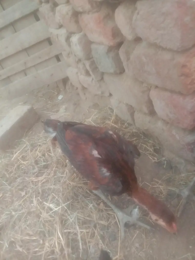 barmi bghura — photo 2