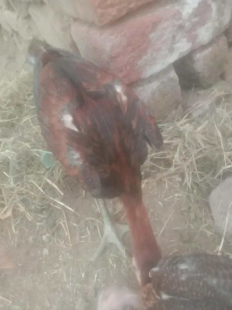 barmi bghura — photo 3