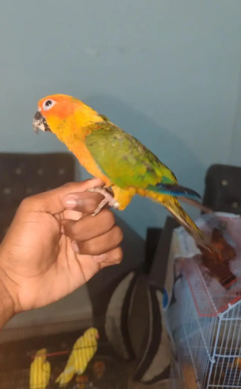 SUN CONURE CHICKS    03342248084