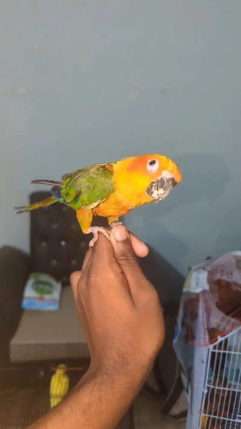 SUN CONURE CHICKS    03342248084 — photo 2