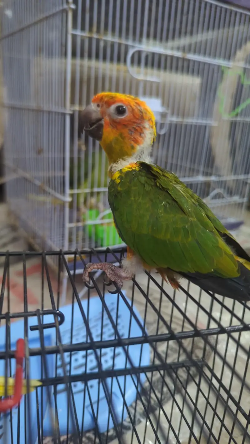 SUN CONURE CHICKS    03342248084 — photo 3