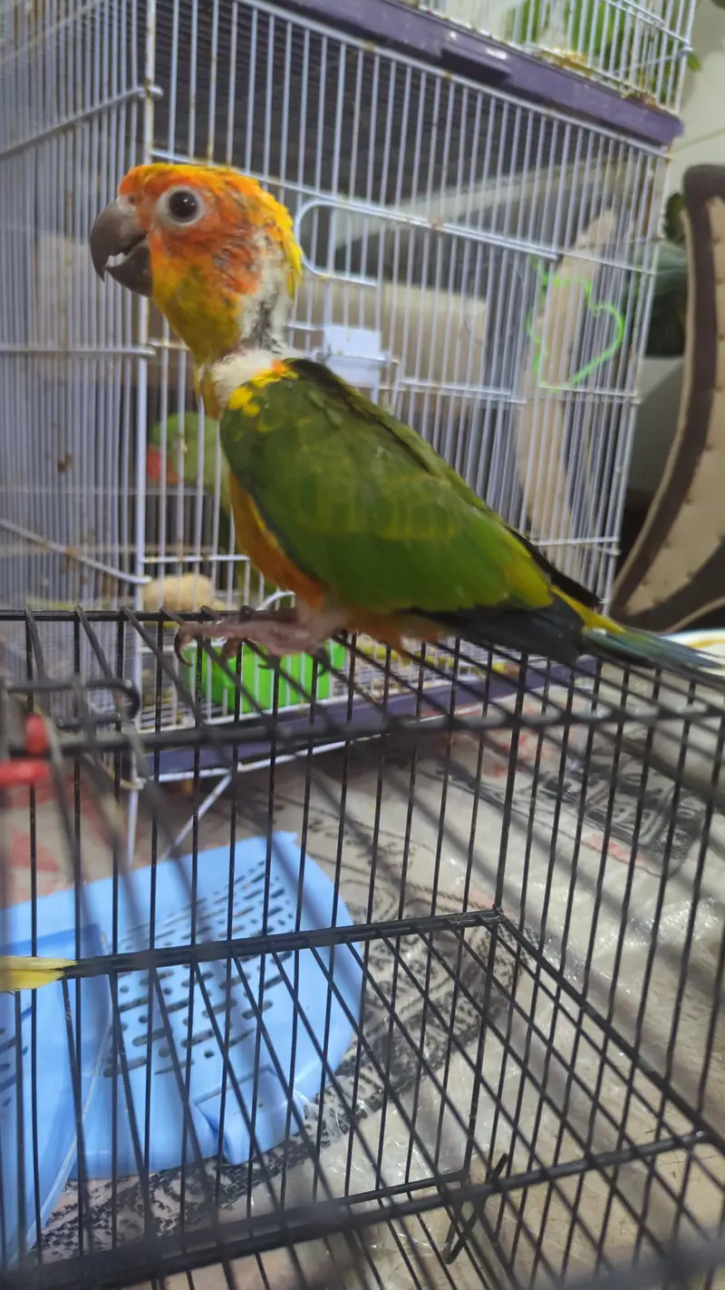 SUN CONURE CHICKS    03342248084 — photo 4