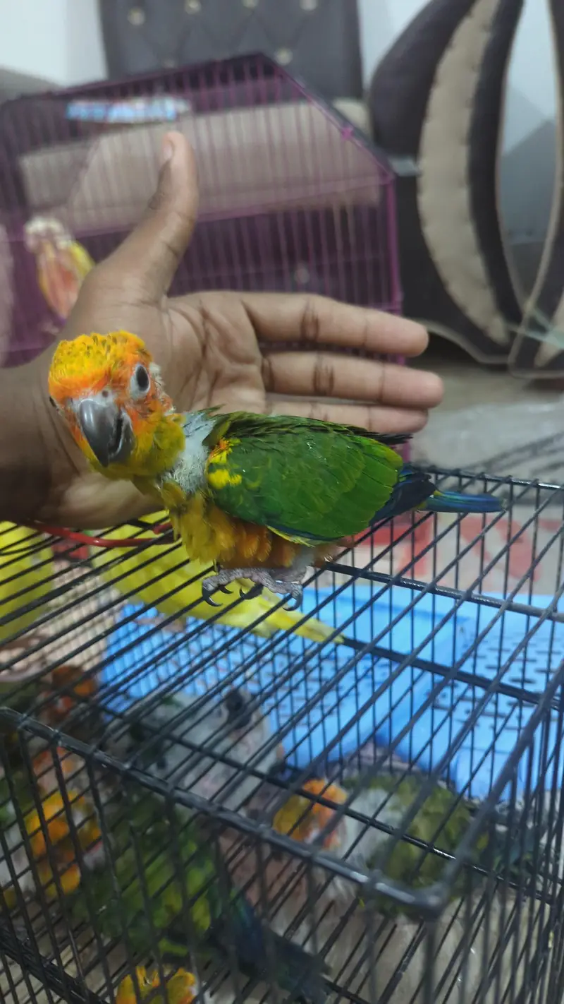 SUN CONURE CHICKS    03342248084 — photo 5