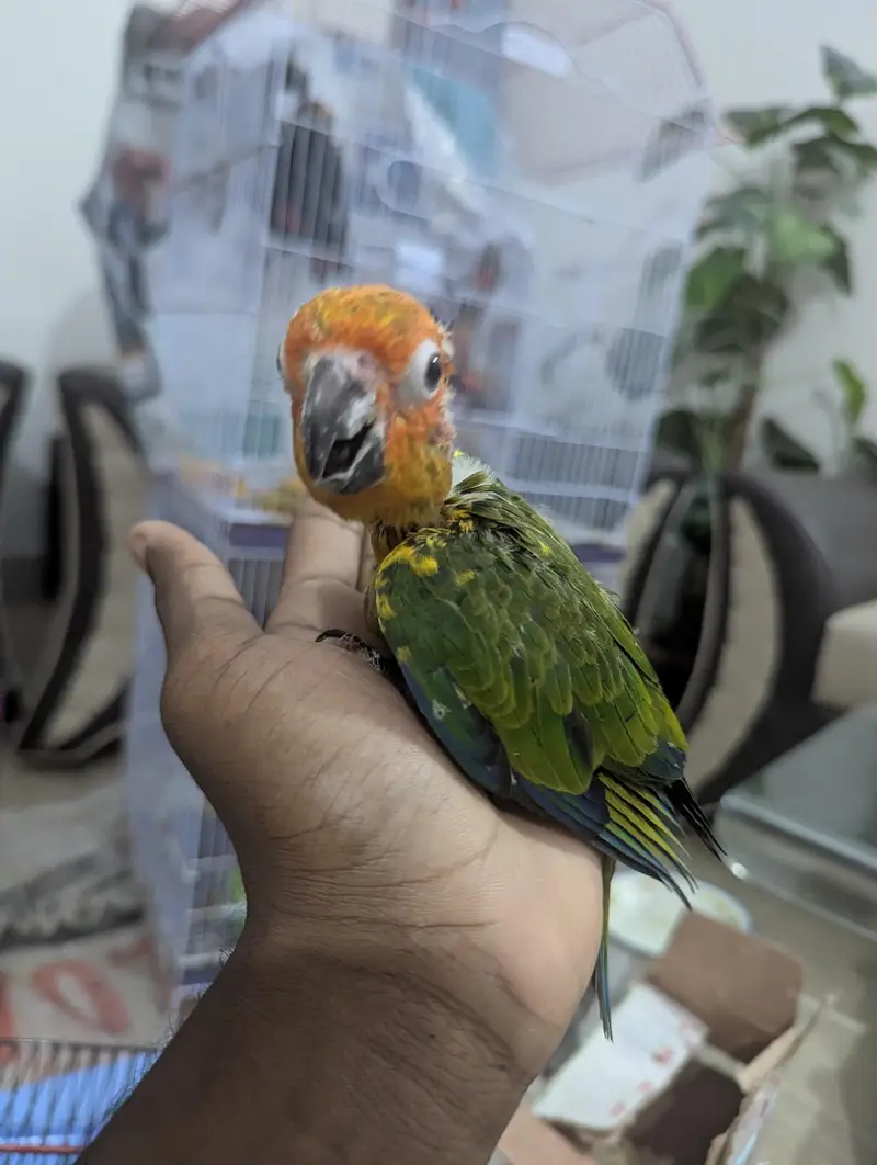 SUN CONURE CHICKS    03342248084 — photo 6
