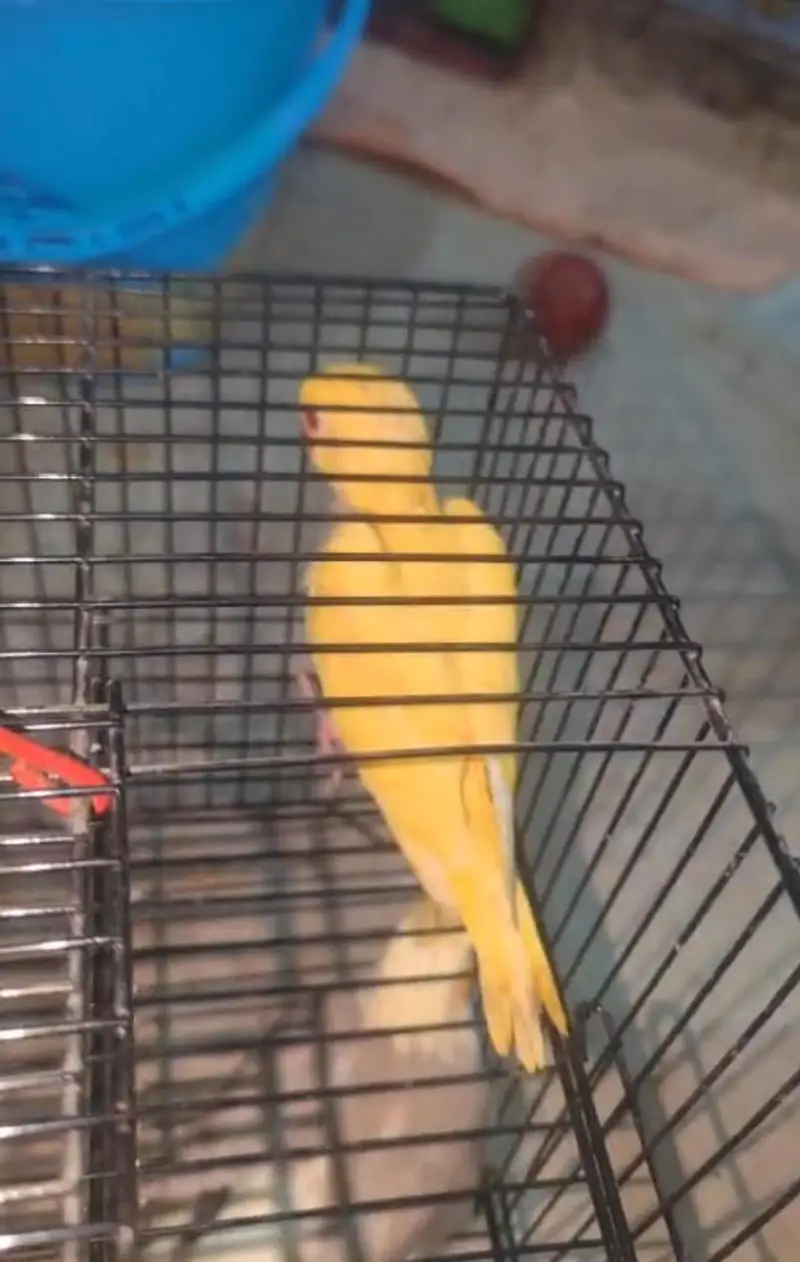 SUN CONURE CHICKS    03342248084 — photo 7
