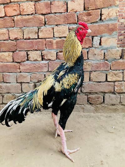 Pure Aseel Murga For Sale