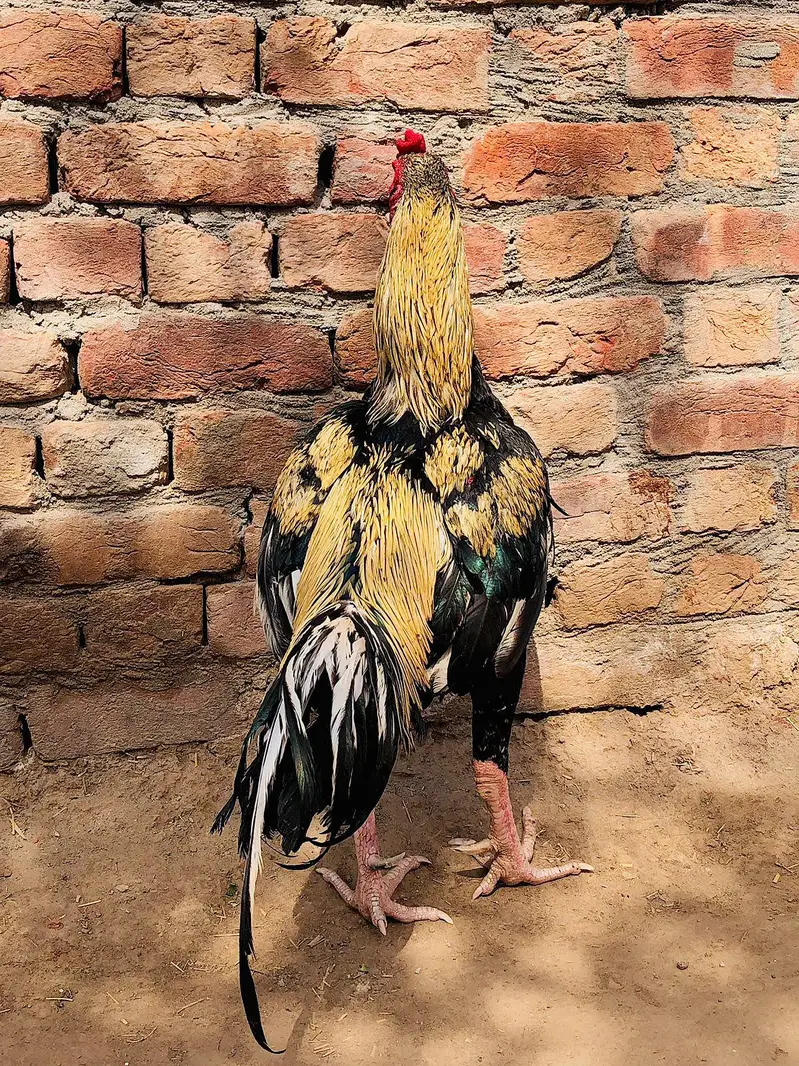 Pure Aseel Murga For Sale — photo 2
