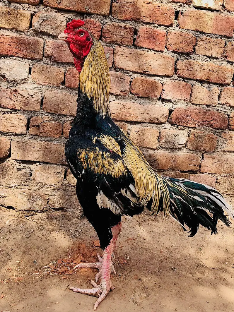 Pure Aseel Murga For Sale — photo 5