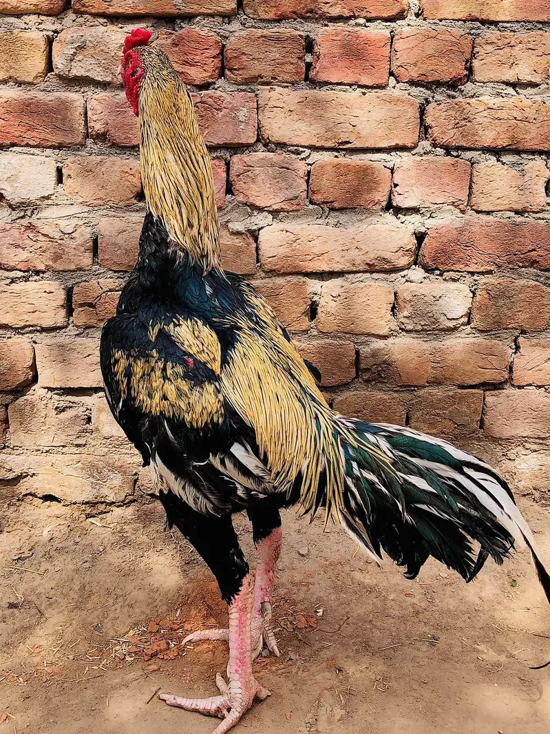 Pure Aseel Murga For Sale — photo 6