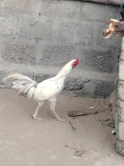 4sale