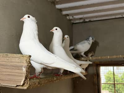 Selling complete setup Kabotar/pigeons