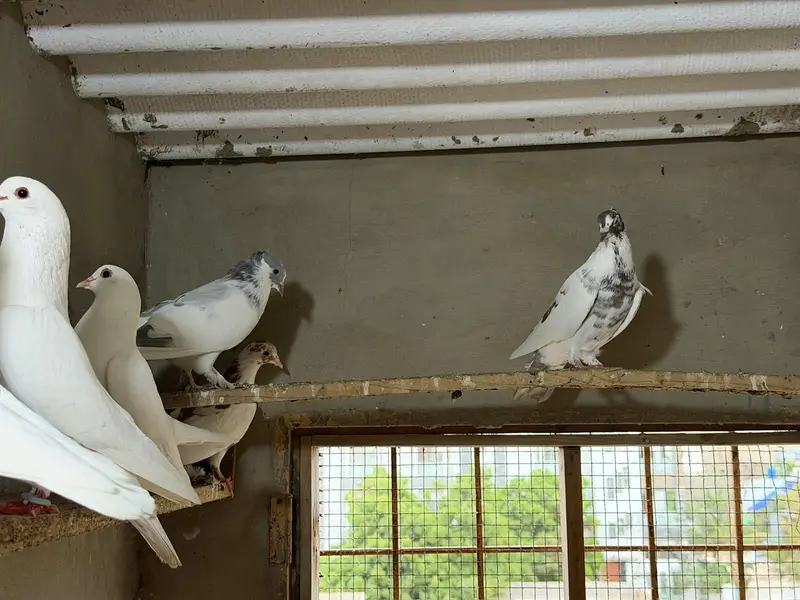 Selling complete setup Kabotar/pigeons — photo 2