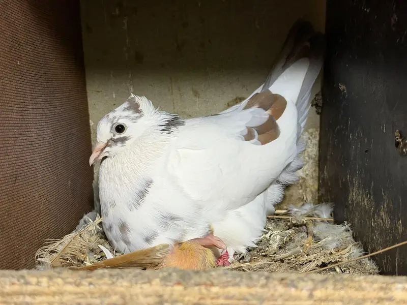 Selling complete setup Kabotar/pigeons — photo 3