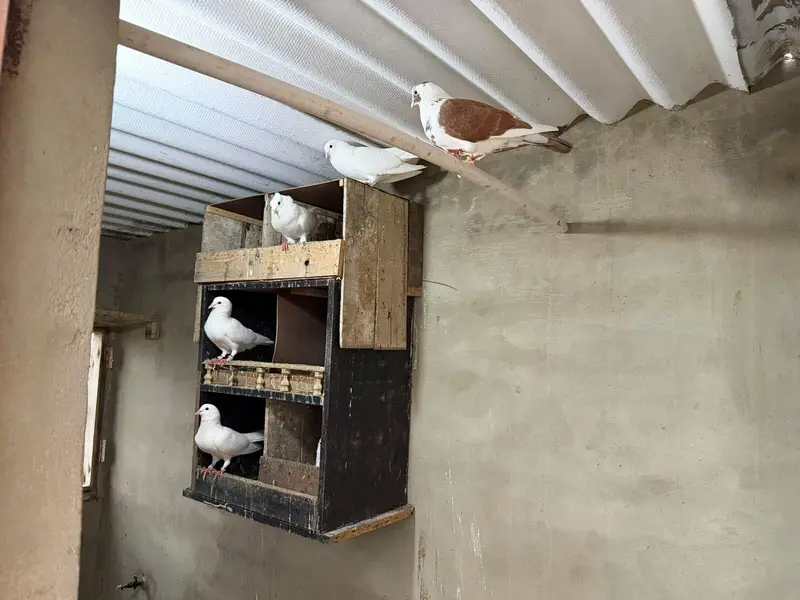 Selling complete setup Kabotar/pigeons — photo 4