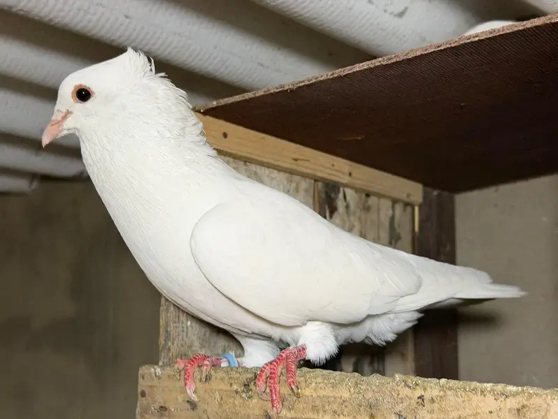 Selling complete setup Kabotar/pigeons — photo 5