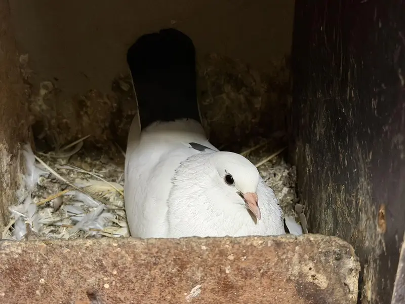 Selling complete setup Kabotar/pigeons — photo 6
