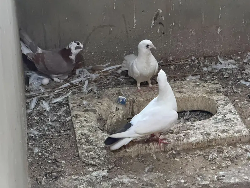 Selling complete setup Kabotar/pigeons — photo 7