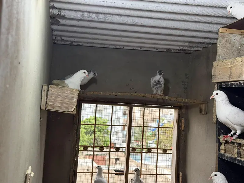 Selling complete setup Kabotar/pigeons — photo 8