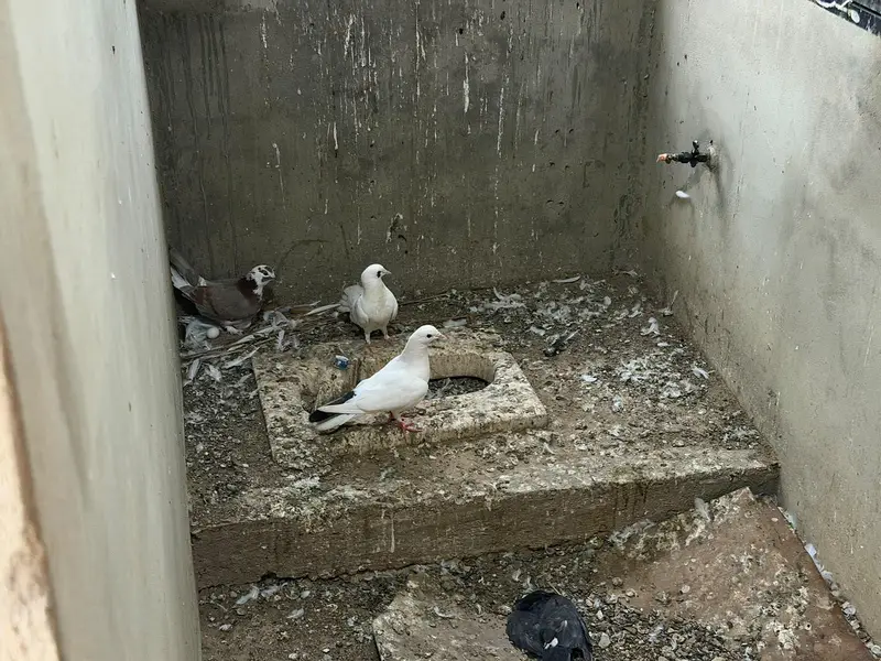 Selling complete setup Kabotar/pigeons — photo 9