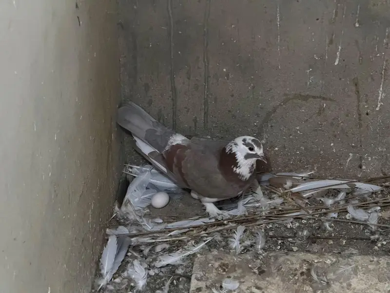 Selling complete setup Kabotar/pigeons — photo 10