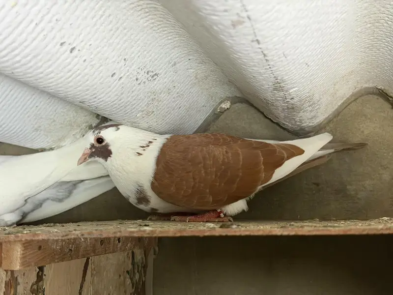 Selling complete setup Kabotar/pigeons — photo 11