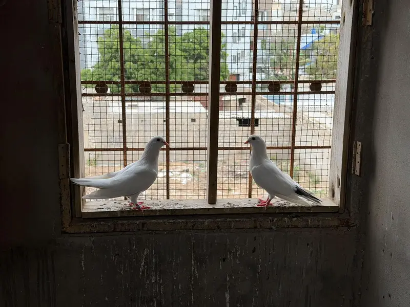 Selling complete setup Kabotar/pigeons — photo 12