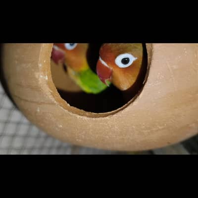 Lovebird pair Fisher