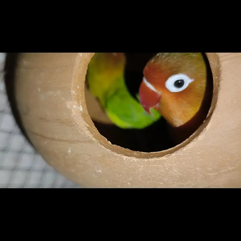 Lovebird pair Fisher — photo 2
