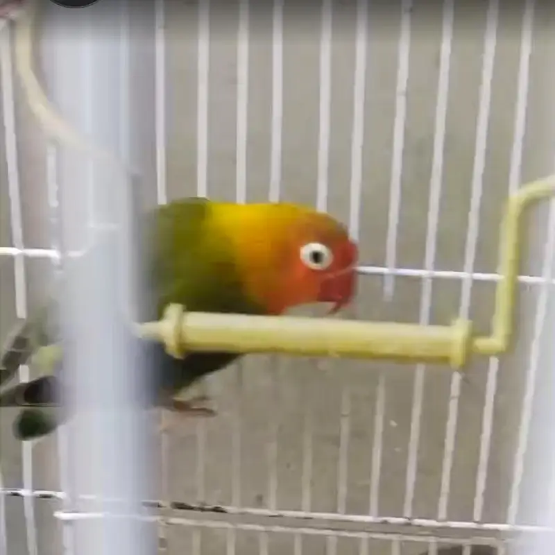 Lovebird pair Fisher — photo 3