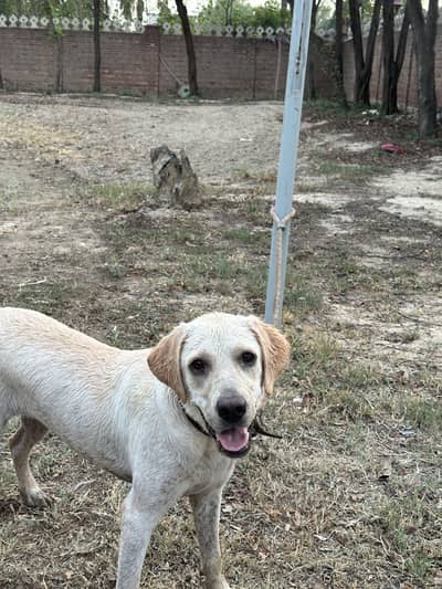 Labrador