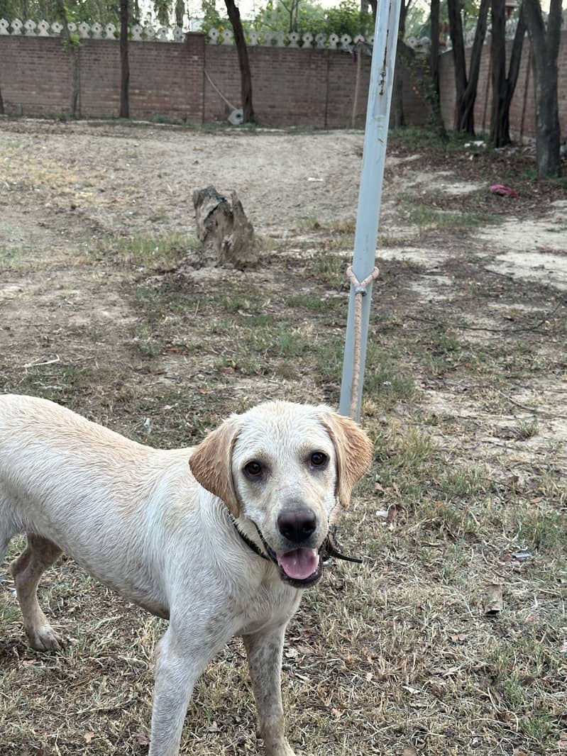 Labrador 0