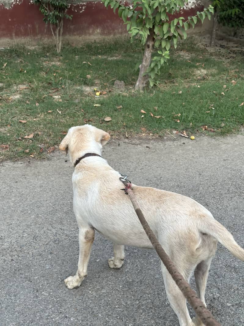 Labrador 1