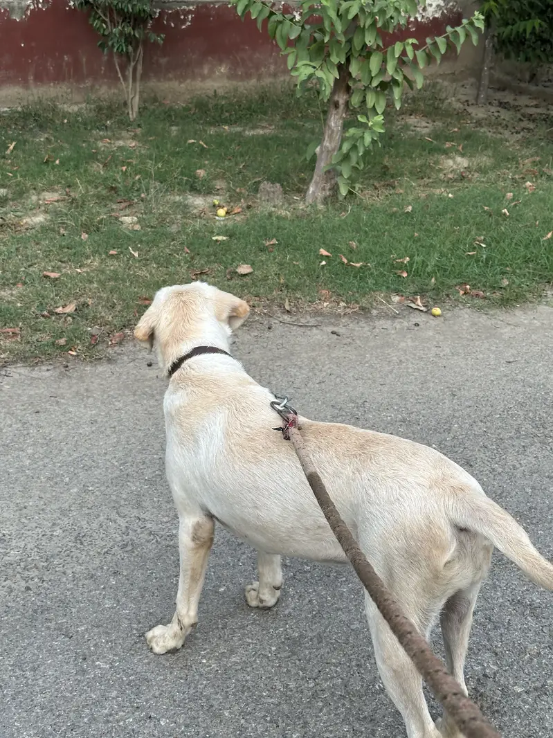 Labrador — photo 2