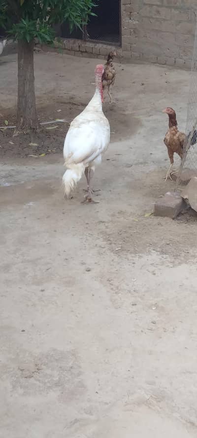 Turkey male