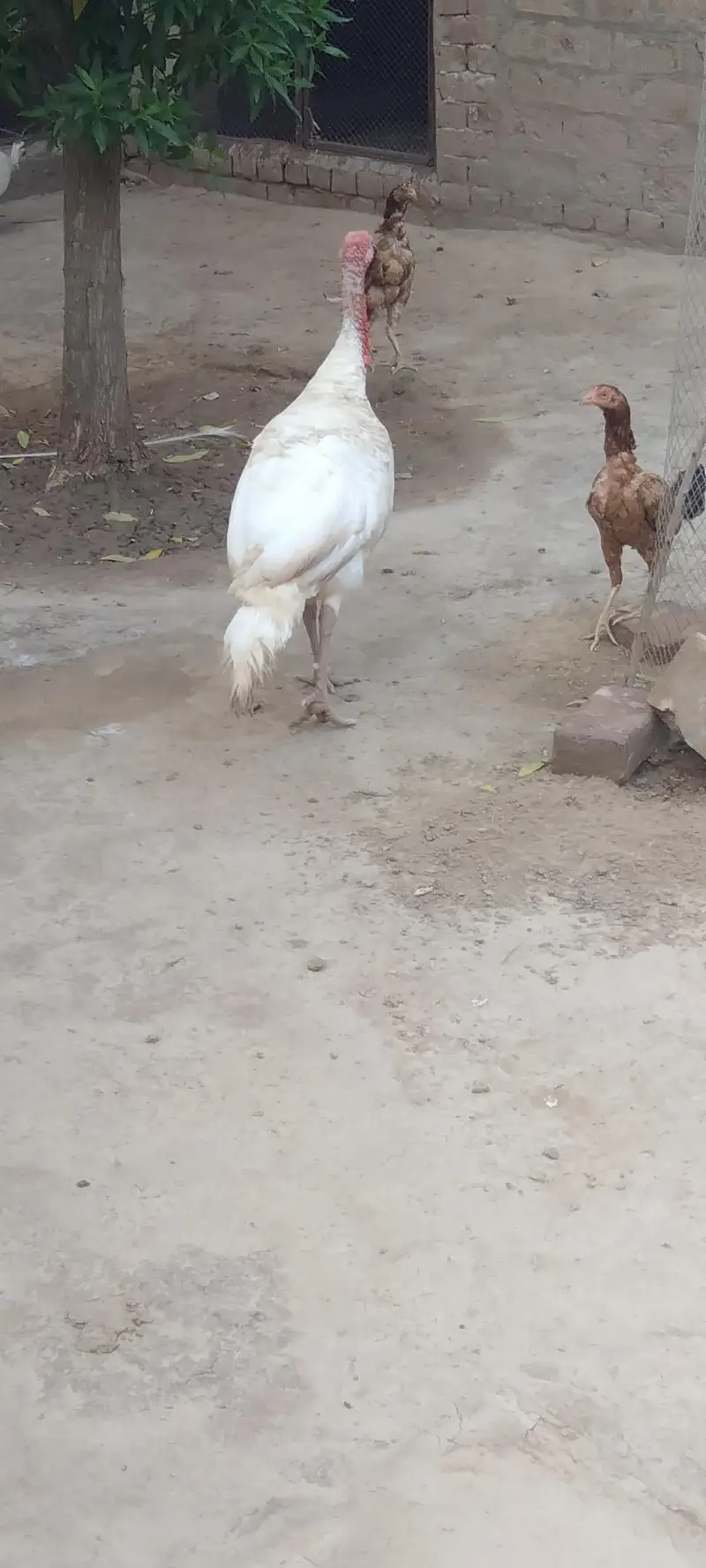Turkey male