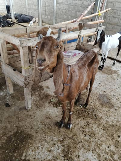 goat livestock