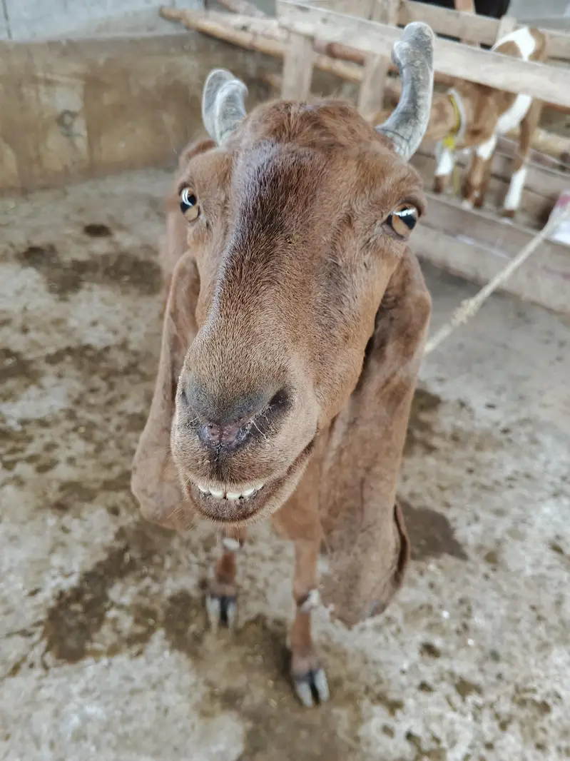 goat livestock — photo 2