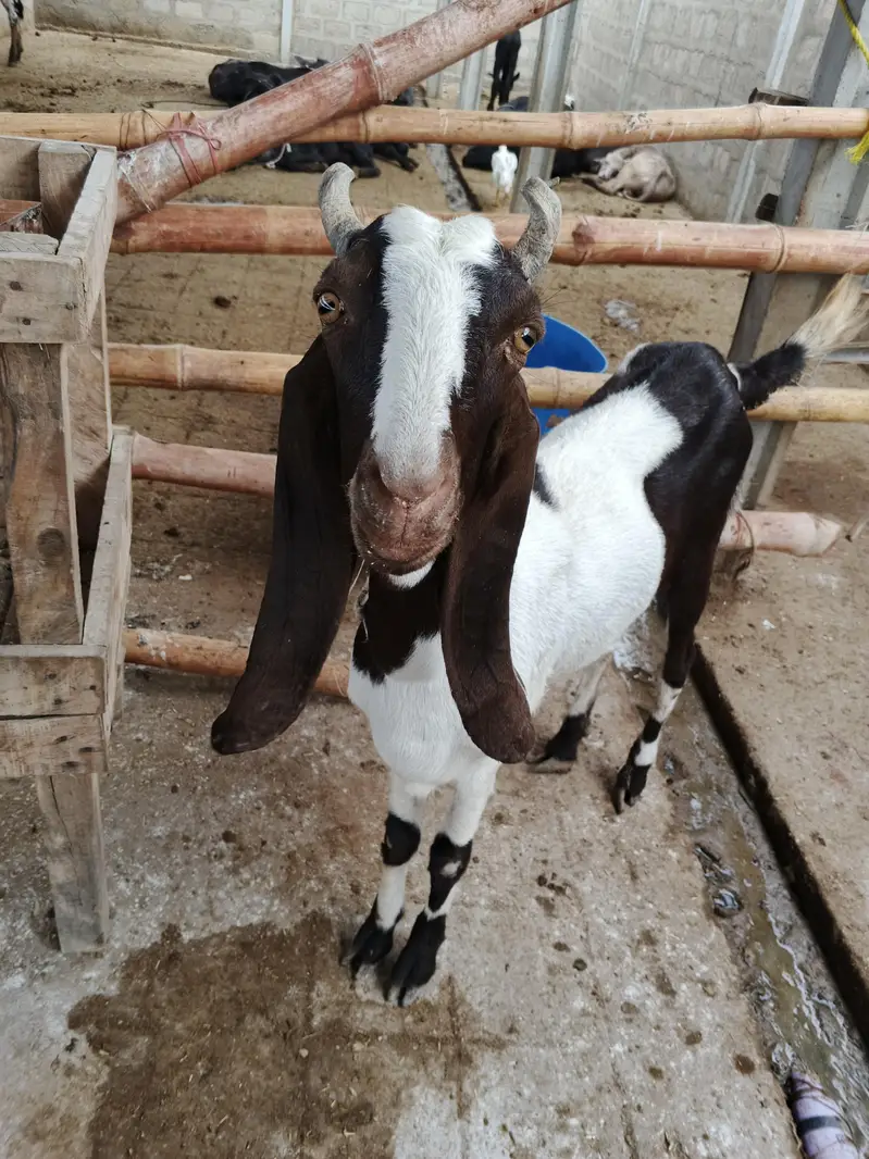 goat livestock — photo 3