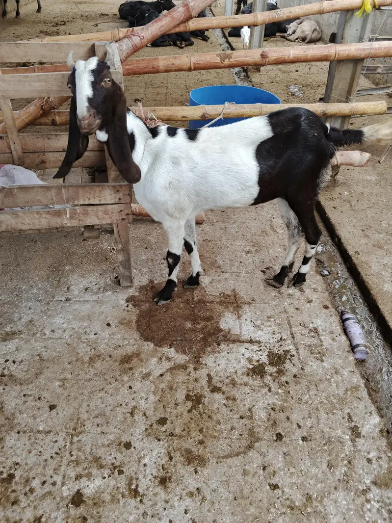 goat livestock — photo 4