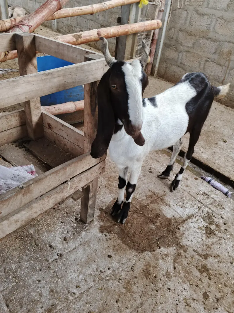 goat livestock — photo 5