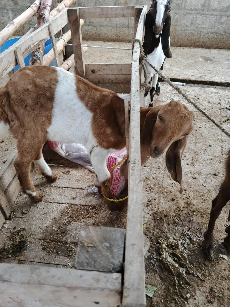 goat livestock — photo 6