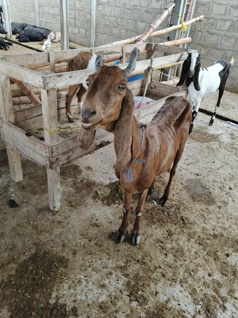 goat livestock — photo 7