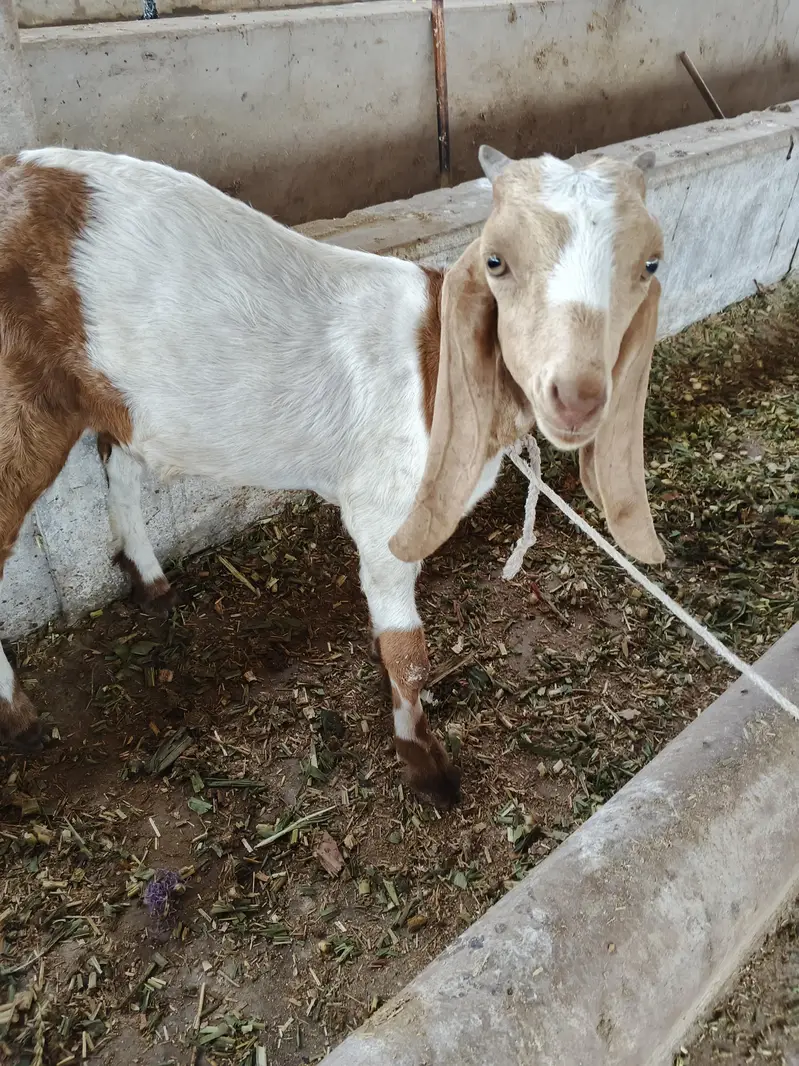 goat livestock — photo 8