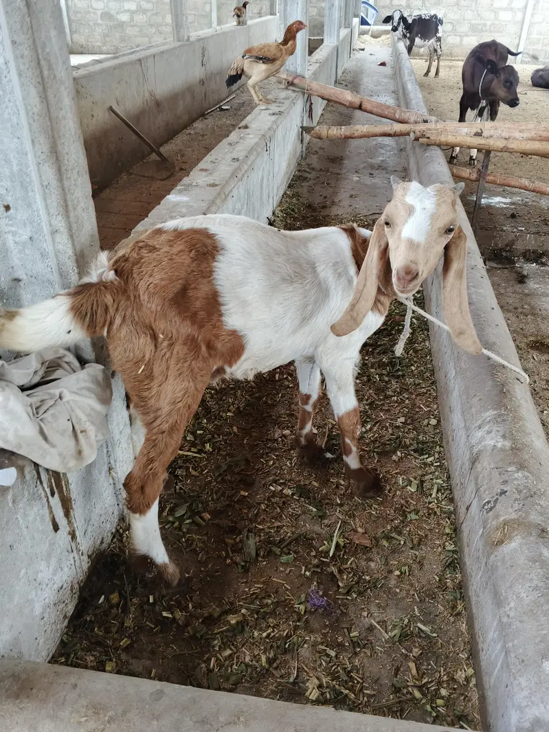goat livestock — photo 9