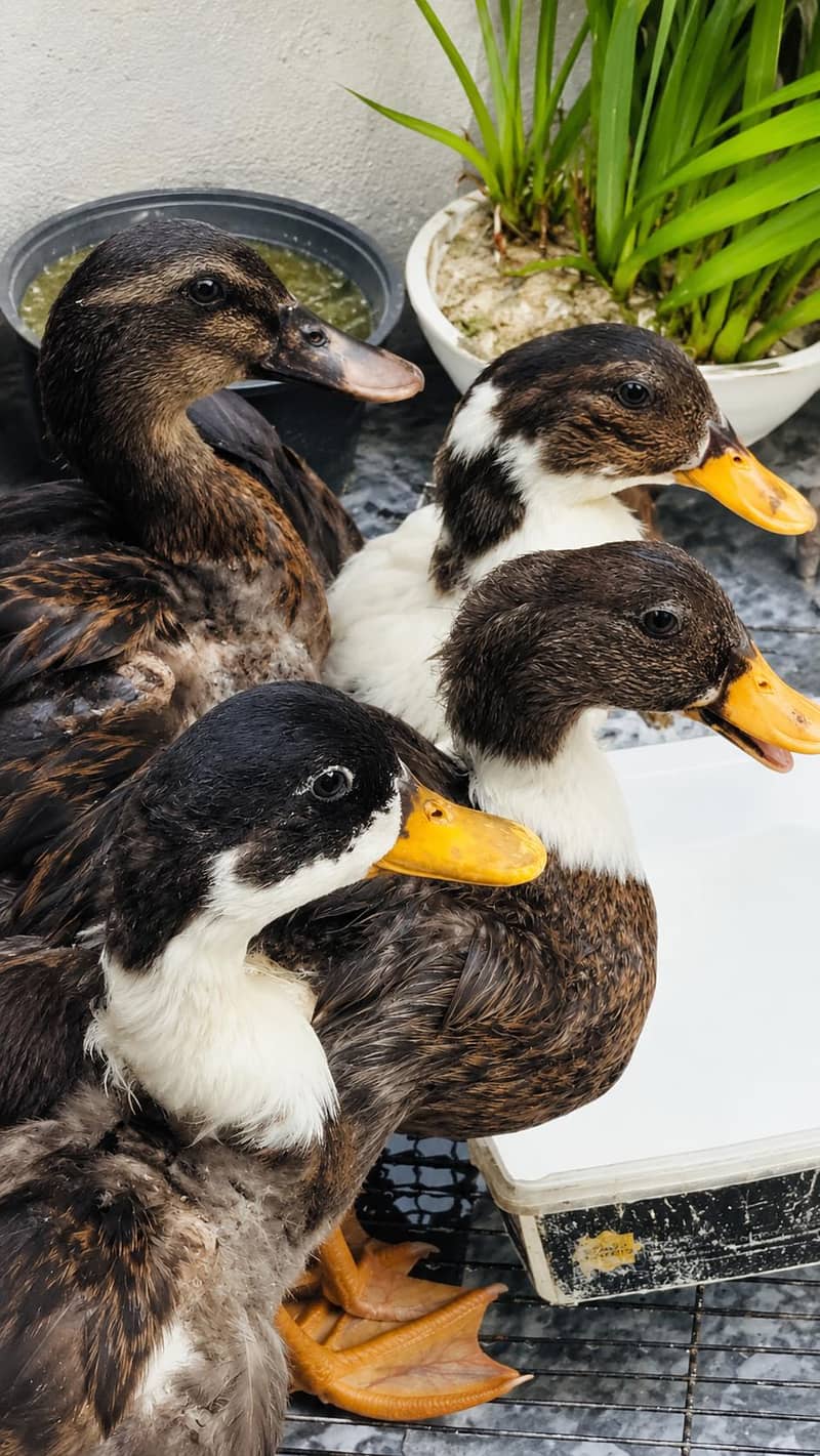 4 Ducks 0