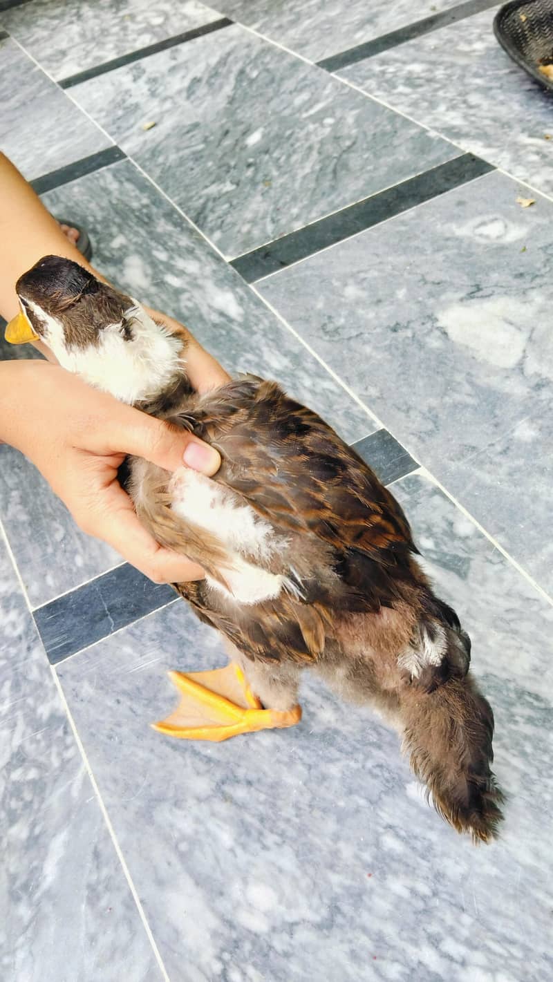4 Ducks 1