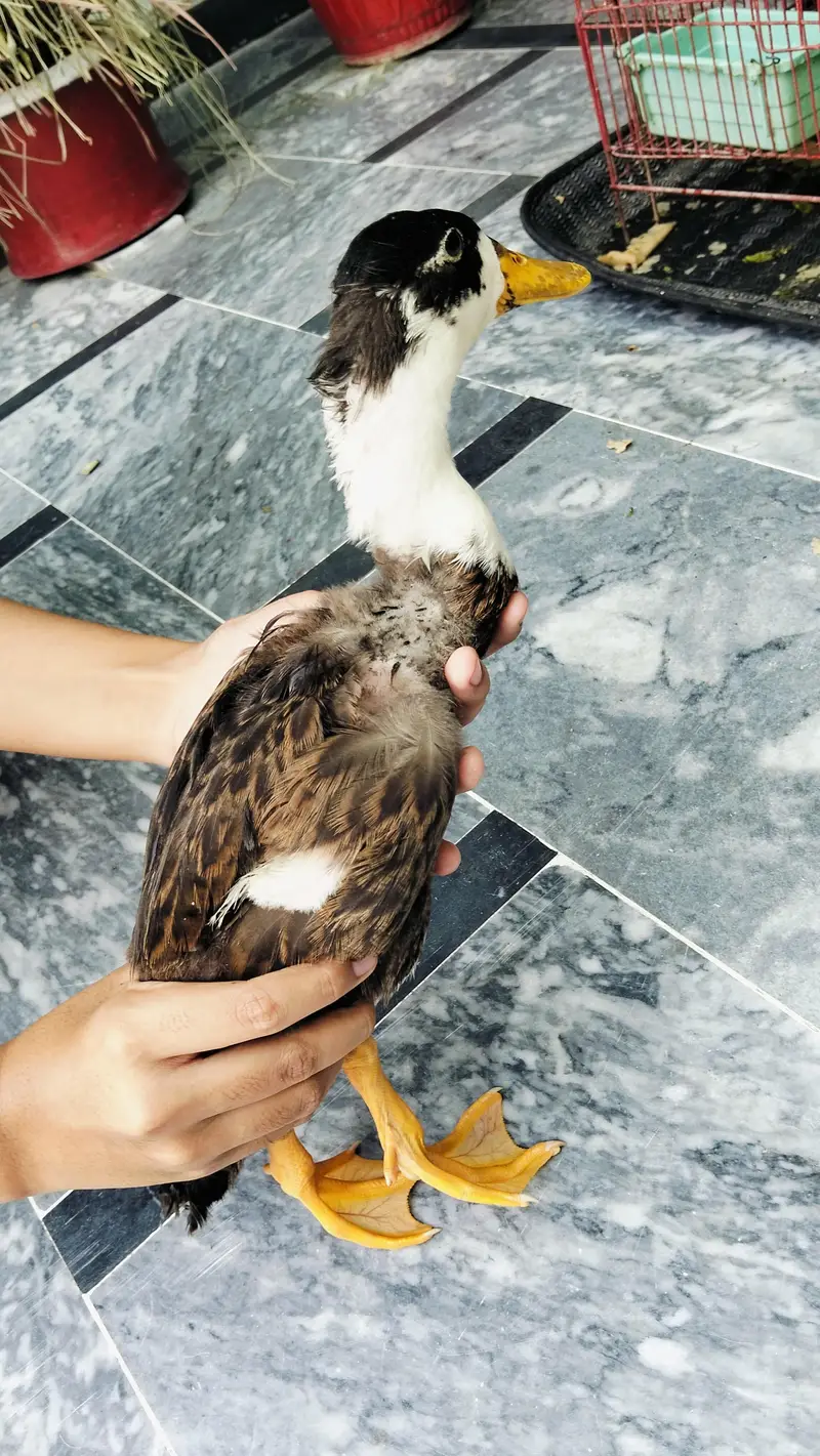4 Ducks — photo 3
