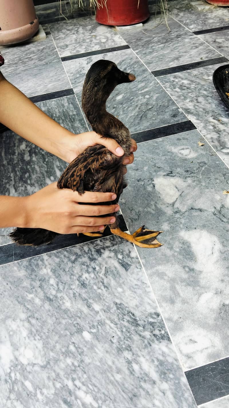 4 Ducks 3